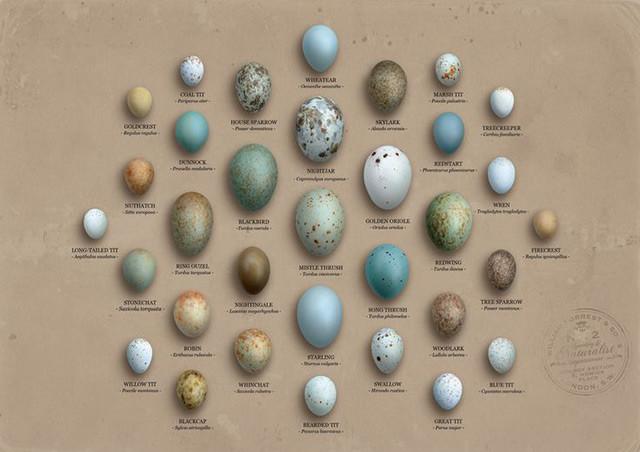 动物课|你以为鸟蛋都是椭圆形的?你错了!见过圆形和尖