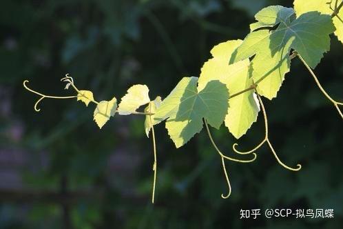 块茎,鳞茎和球茎等)和地上茎(主要包括匍匐茎,肉质茎,叶状茎,钩状茎