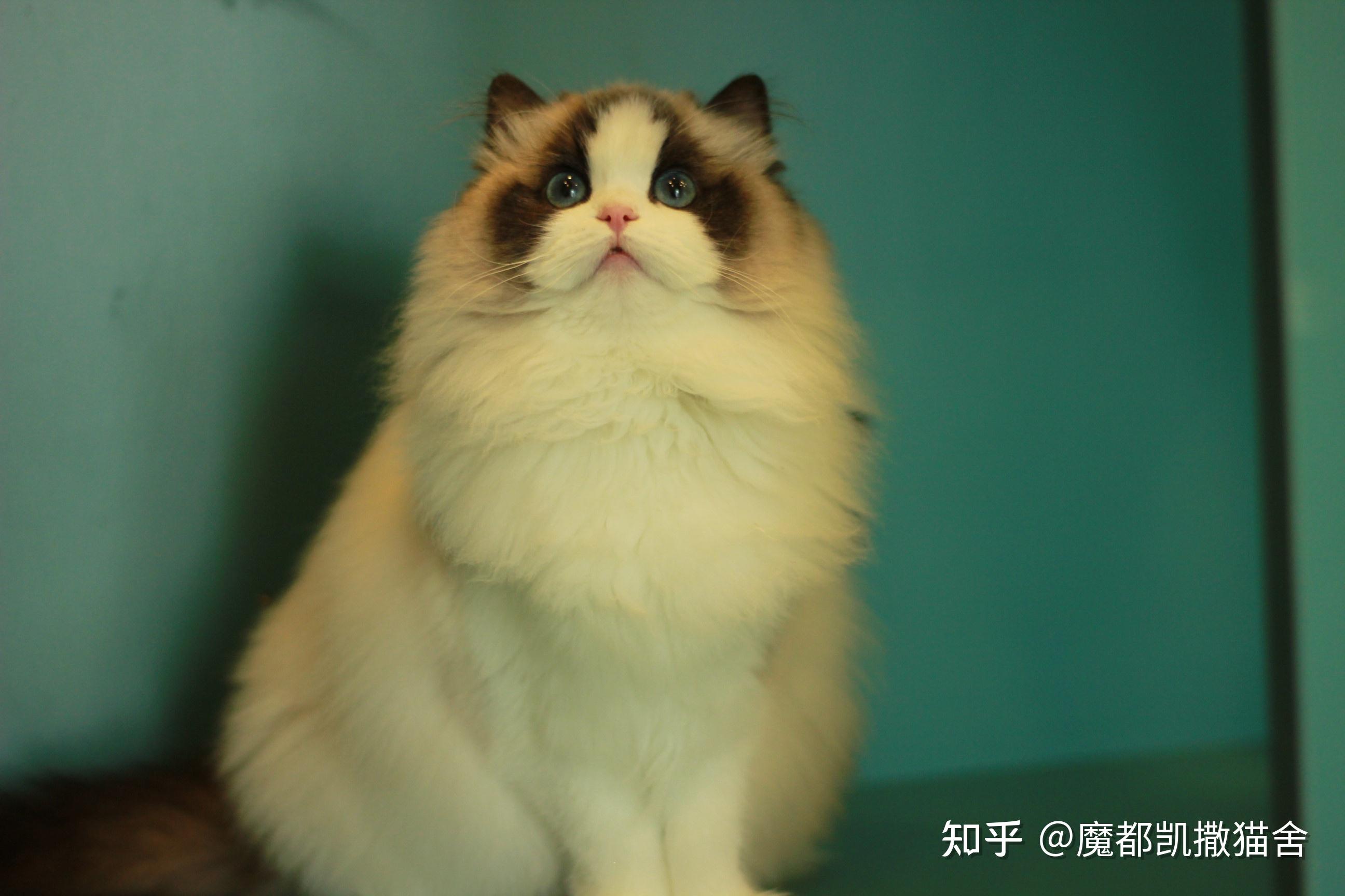 在上海买一只纯种布偶猫要多少钱