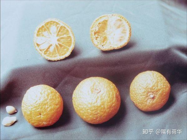 最近网络盛传的"橙子杂交"冷知识是真的吗?