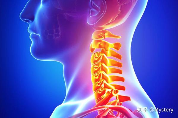 颈椎: 颈椎,指颈椎骨,位于头以下,胸椎以上的部位.
