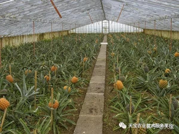 1,种植时间,方式及密度 北方温室种植以满足菠萝生长的温度要求为标准