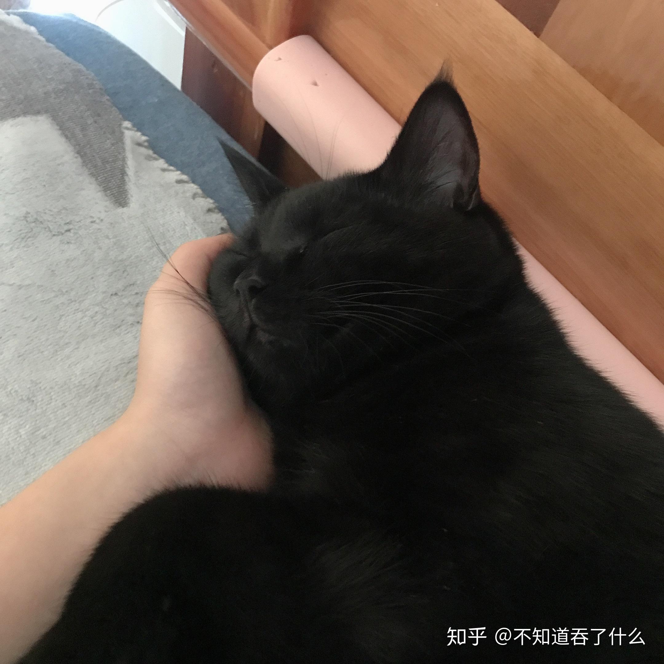 四个月英短黑猫越看越丑怎么办