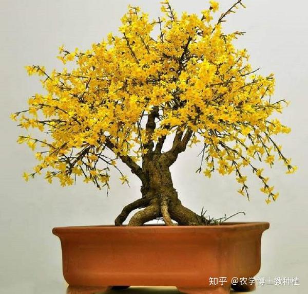 迎春花总是不开花学会这些养护技巧为冬天增添一抹春光