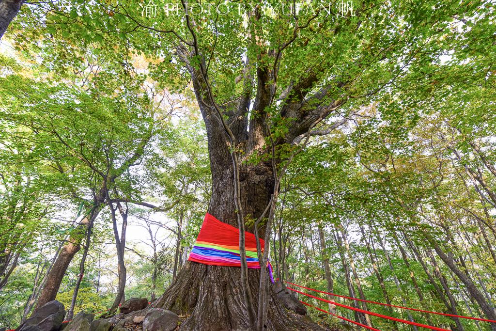 中朝边境深山中的秘密,2000年古橡树见证了鸭绿江畔的