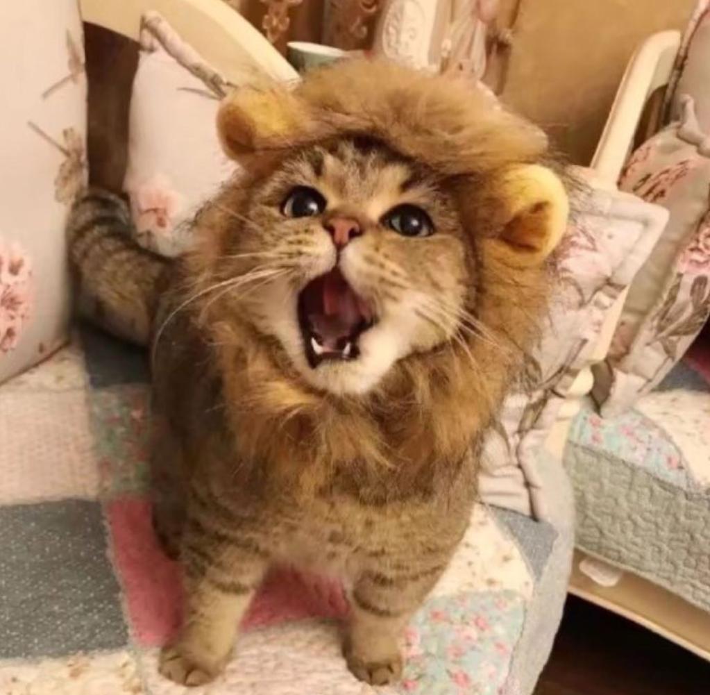 有没有可爱贪吃的小猫咪可以做头像呢