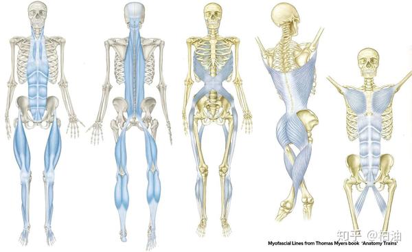 根据thomas myers的解剖列车理论,人体由多条肌筋膜链条构成.