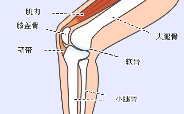 位于大腿与小腿之间,由大腿骨,小腿骨和膝盖骨组成.