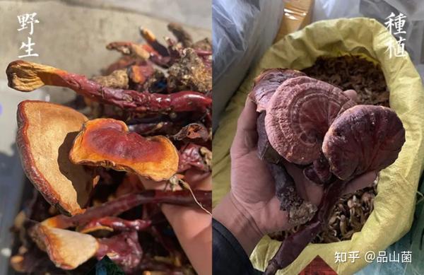 闻着的特征:晒干的波密野生灵芝有着特殊的草香味,煮水又味奇香