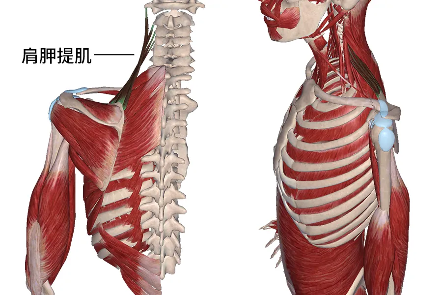 肌肉科普探讨身体肌肉肩胛提肌