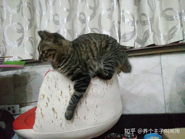 我花了一百块钱买的椅子成了她的猫抓板,庆幸椅子是买的二手的