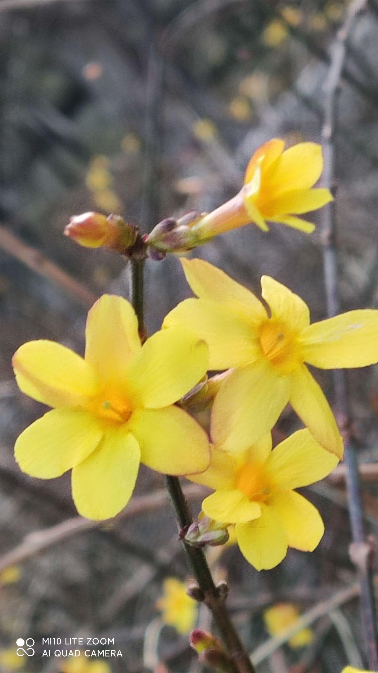 迎春花迎春花盛开的迎春花