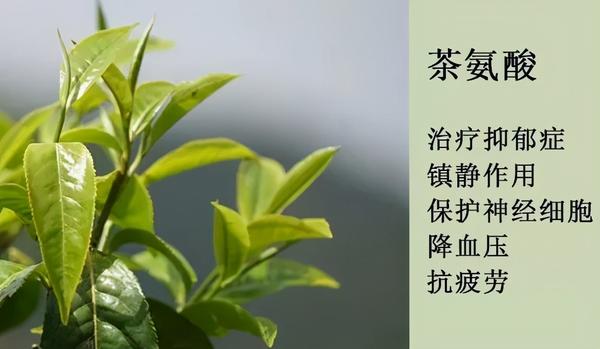 茶知识茶叶中的镇定剂茶氨酸的特点与作用