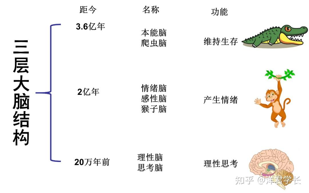 所谓成长就是不断和自己本能脑和解的过程