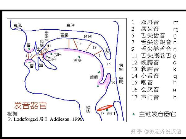 (3)发音部位图:学生了解一下发音位置即可,教师不必过多使用术语.