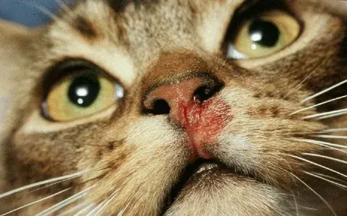 猫杯状病毒怎么治疗猫杯状病毒是否可以治愈
