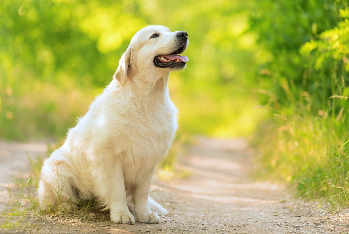 如何让金毛狗狗减肥,金毛犬舍哪家好,哪里买好,金毛_宠物课堂