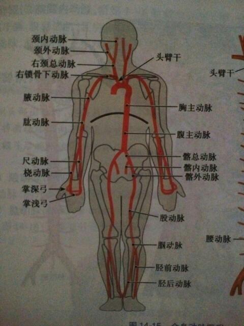 组成:心,动脉,静脉,毛细血管 2.