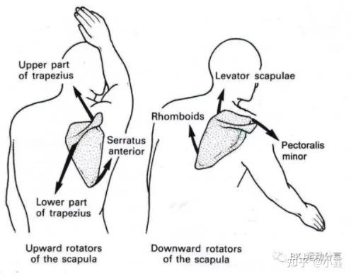 前锯肌 (serretus anterior)2. 下斜方肌 (lower trapezius)1.