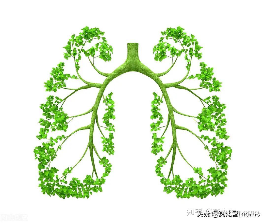 肺部呼吸系统的保养
