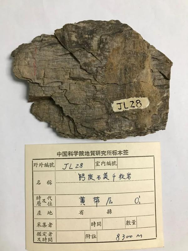 褐色的钙质石英千枚岩(标本号:jl28,海拔:8300米,采集人:中国登山队