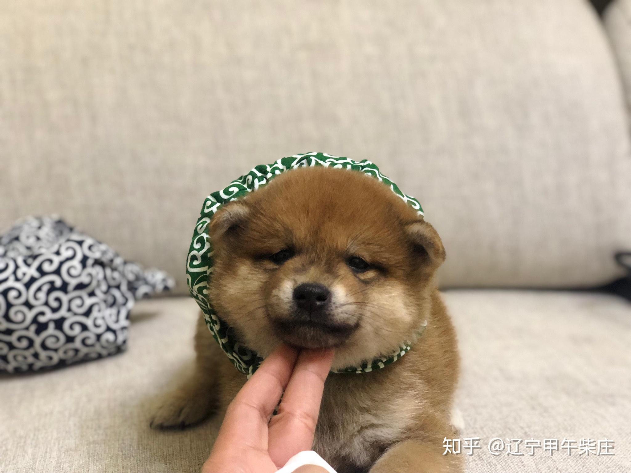 红赫色柴犬小时候的颜色比黄色的幼犬颜色区分主要在于嘴和胸的色素沉