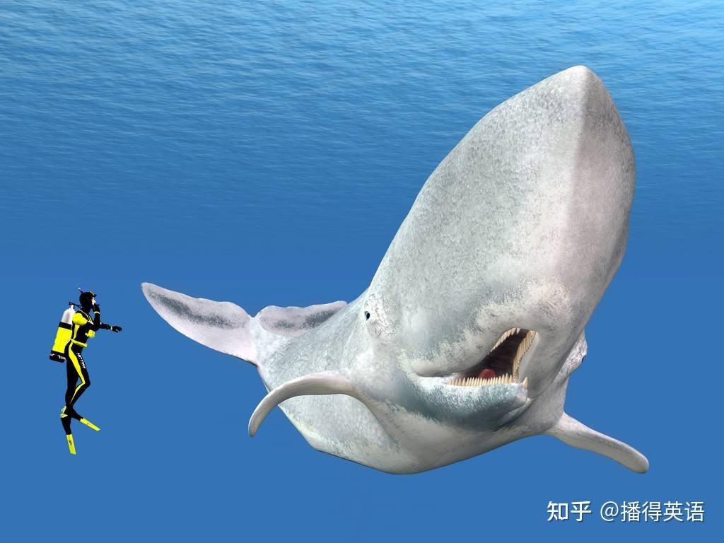 抹香鲸的英文名竟然这么污其中的由来是什么
