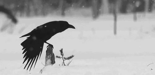 梦见乌鸦一黑一白，双极之梦，预示的深层含义