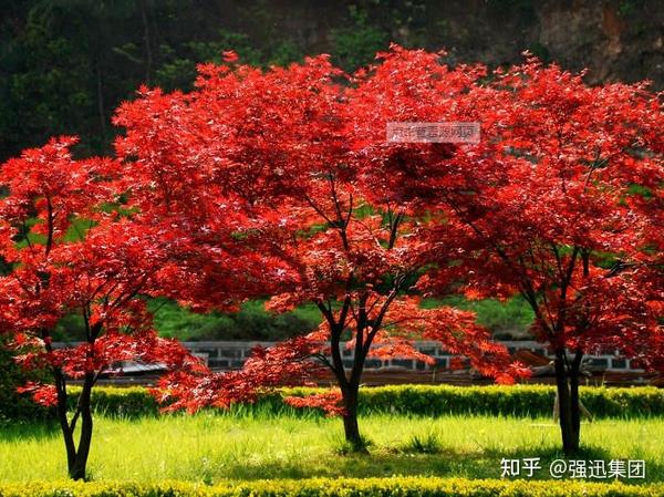 如 五行属火,五色属红系列的植物,如石榴,红枫,象牙红等, 有助于心脏