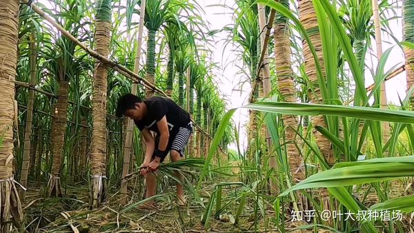 甘蔗种植长出侧芽苗是什么原因怎么处理叶大叔告诉您解决方法