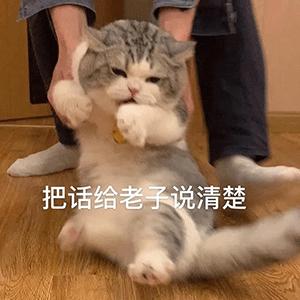 138张特别可爱猫猫的动态图或表情包