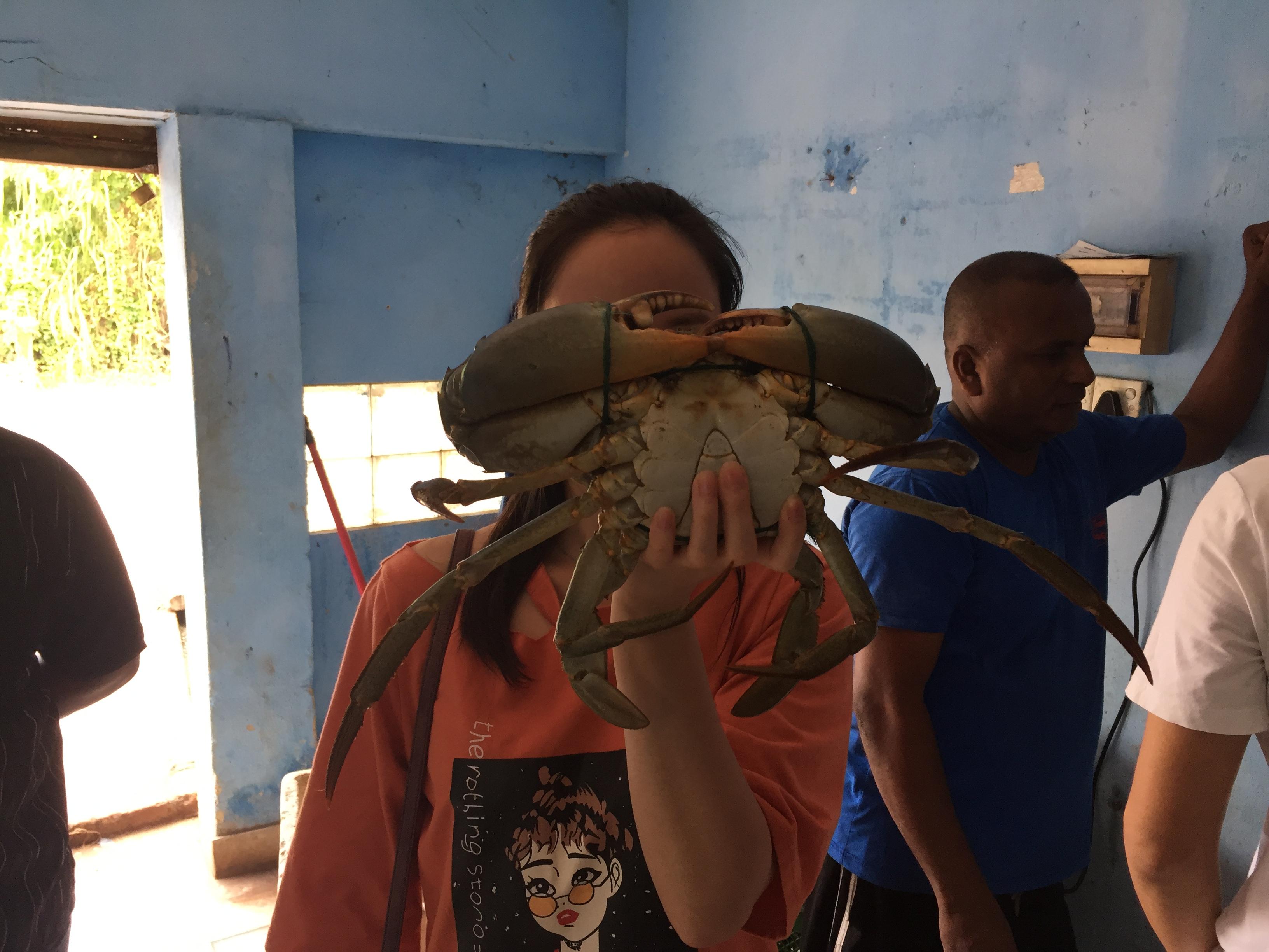 来自斯里兰卡蟹见过比你头还大的青蟹吗