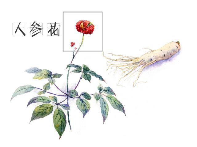 一岁一寒一春秋一草一木一参花