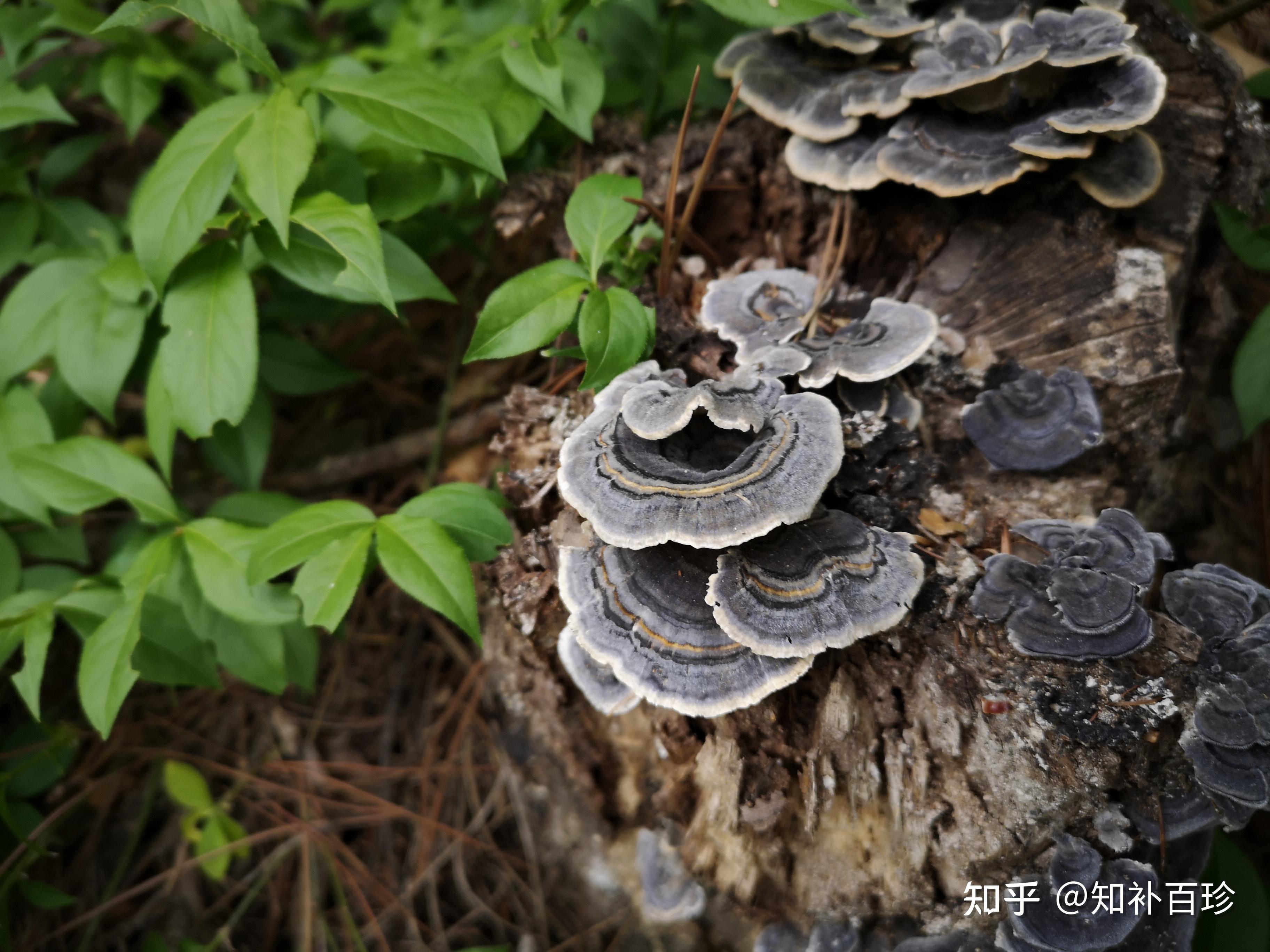 这是灵芝吗有毒吗