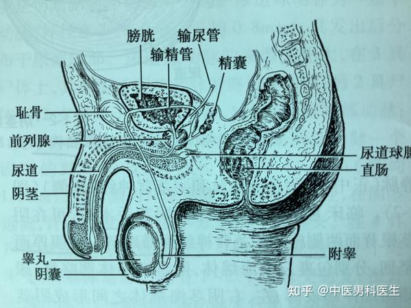 男性生殖器你知道有哪些吗