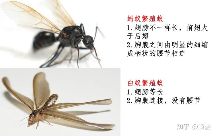 家里发现这种像蚂蚁的带翅膀虫子如何驱虫 杀虫剂有用