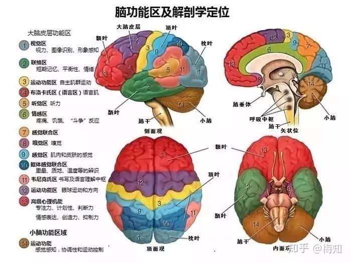 11,大脑左半球额叶的布洛卡区是言语运动中枢;颞上回的威尔尼克区是