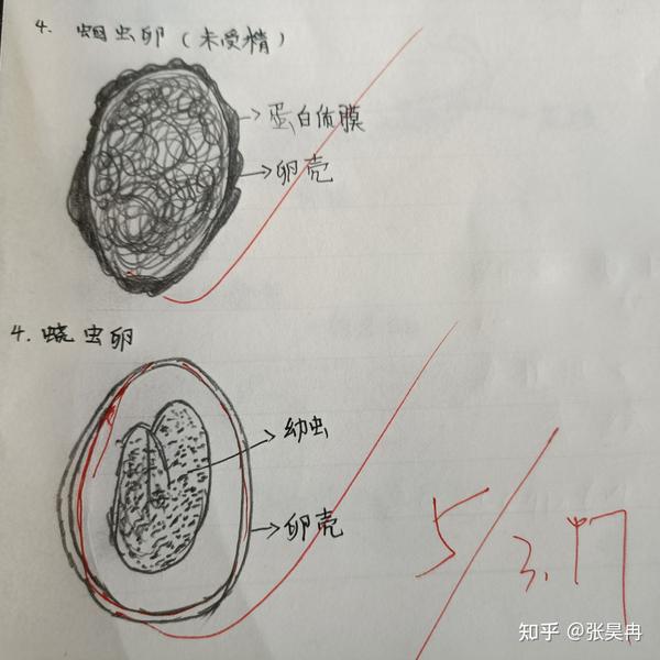 人体寄生虫手绘图