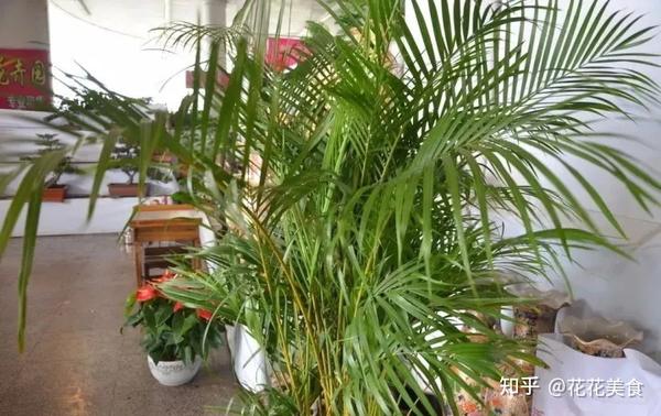 【植物品种辨识】那些植物中的"孪生兄妹"