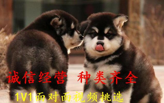 最新阿拉斯加犬价格多少钱一只
