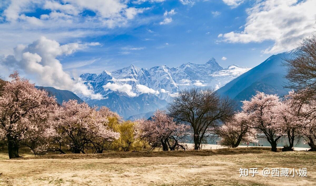 林芝桃花节旅游攻略林芝桃花观赏点及路线推荐