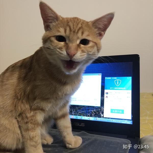 猫咪为什么爱趴键盘?