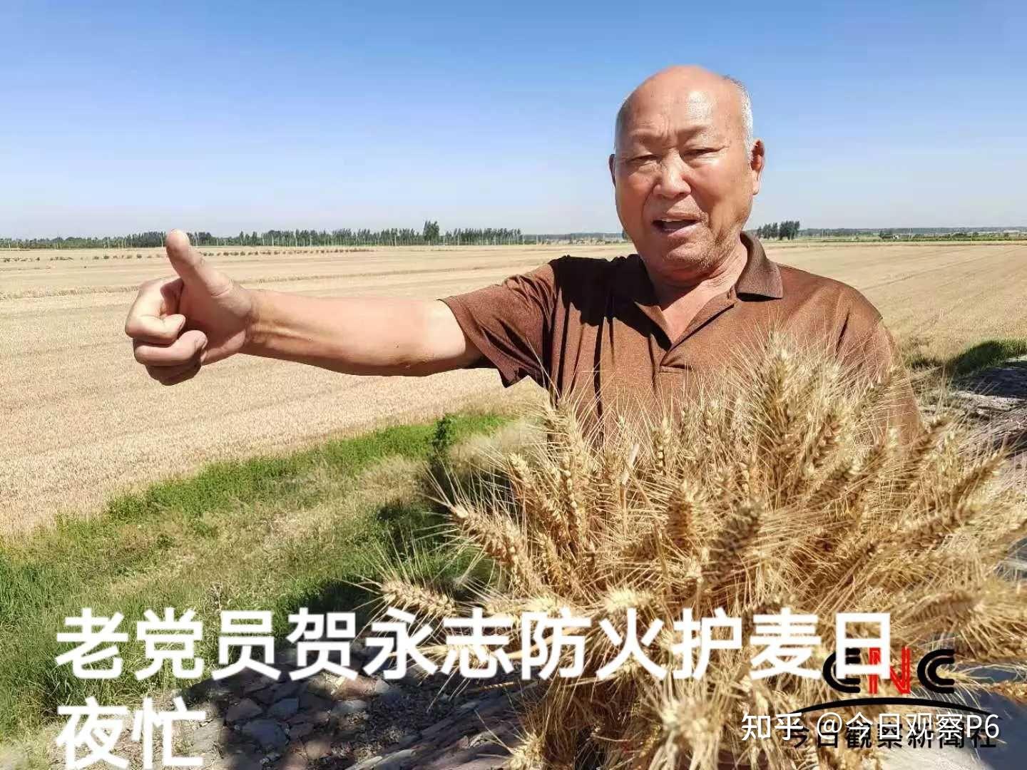 幸寨村老党员贺永志黄河大堤南北一片焦黄,千万亩良田又获大丰收,万滩