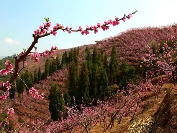 被一片片桃林和苍翠森林覆盖 那就是闻名川内外的桃花山风景区 楞严阁