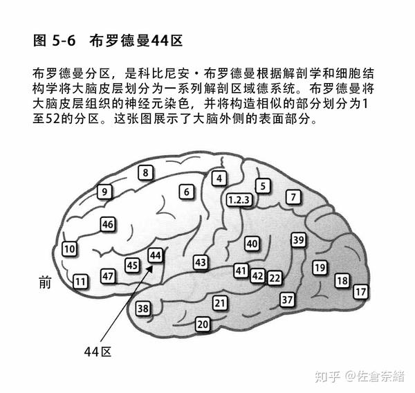 构成镜像神经元部分的灰质越大,且大脑整体的脑灰质体积越大,人的协调