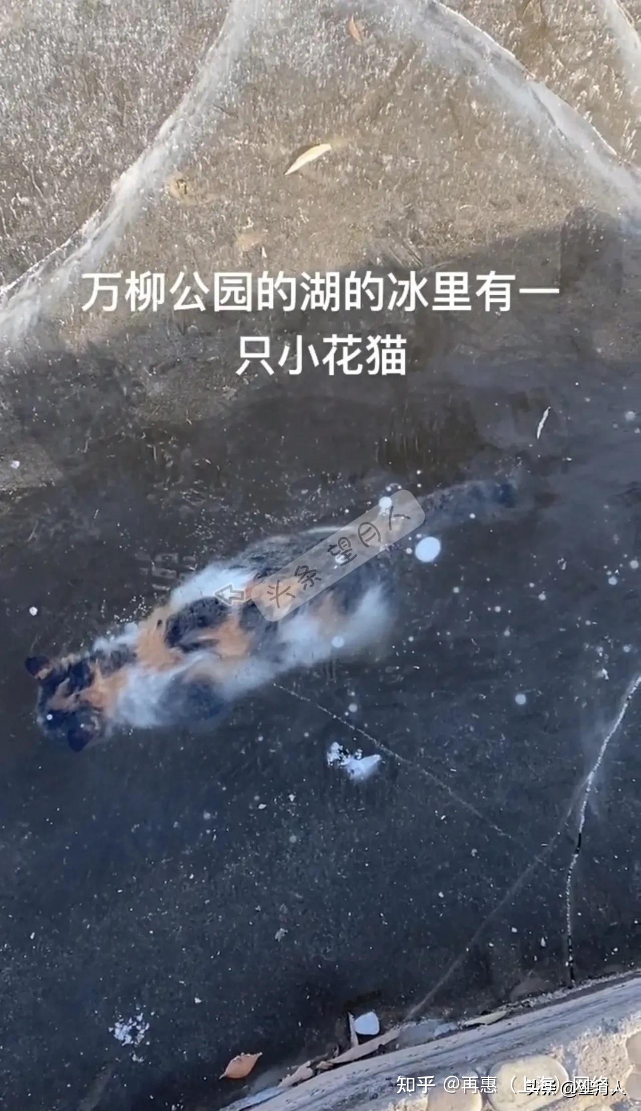 你在朋友圈里夸赞雪景的美丽而流浪猫却冻死在这凄美的雪里