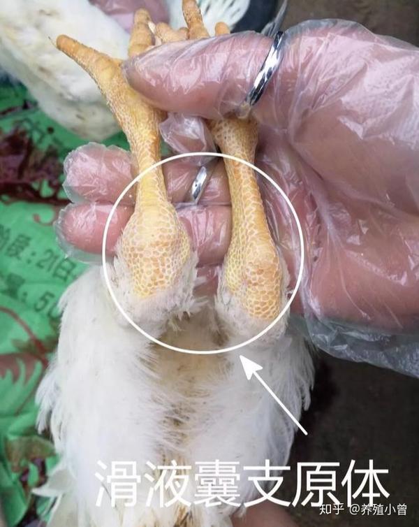 鸡的关节肿胀不是所有的病都是滑液囊支原体