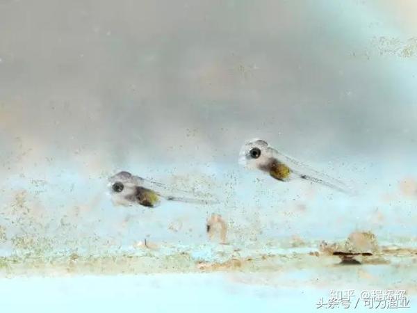 4七彩神仙鱼发育第四天,小鱼离开产卵筒