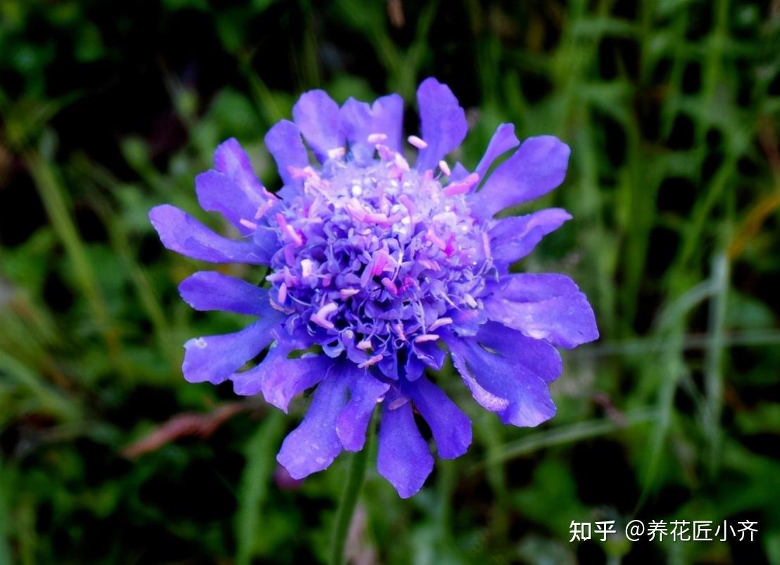 开花植物中蓝色很少见如果你喜欢蓝色花给大家推荐17种