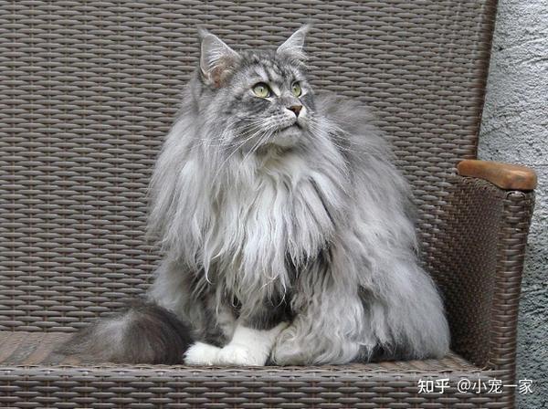 缅因猫也太可怕了吧怪不得养过的人都说后悔了